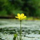 서울금낭화유치원 | [서대문 블로그 곤텐츠 공모전] 안산에서 이런 것들을 보셨나요?