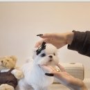 광주강아지분양 펫블리 애견 샵 이미지