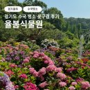 동화조경농원 | 경기도 수국 명소 율봄식물원 꽃구경 후기 (+주차장 정보)
