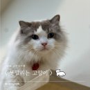 못말리는 고양이 | [분당 고양이카페] 못말리는 고양이 에서 냥이들이랑 힐링 🐈