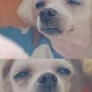 더원푸드 네이버블로그