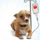 쓰담쓰담 동물병원 이미지