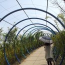 호수공원수변공원 이미지