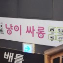 조이그루밍 | 대전 고양이카페 냥이싸롱 내돈내산 방문후기