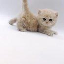 고양이분양 제나캣 화명점 이미지