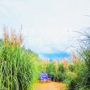 가을 | 🌾 청산수목원 가을 후기 | 입장료·할인·애견동반 가능, 팜파스 절정기 다녀왔어요