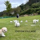 코튼빌리지 부산본점 이미지