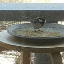 내방안 고양이 이미지