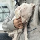 주주 동물병원 이미지