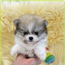 힐링애견샵 이미지