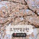 번암리 조천연꽃공원1 | [세종/조치원] 조천연꽃공원 - 세종 벚꽃 명소 조치원 가볼 만한 곳 벚꽃 실시간 개화현황 주차