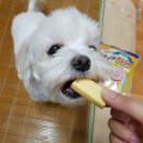 디어마이펫(DEARMYPET) 이미지