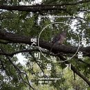 멧비둘기울음 The cry of a wild pigeon 이미지