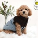 아이엠독 이미지