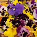 힐링꽃차 이미지