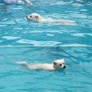 리틀패밀리 이미지