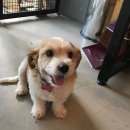 다나아 동물병원 이미지