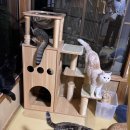 마이캣 | 고양이 료칸 마이캣유가와라 | 도쿄 고양이 숙소 예약·방법·가격·이용 후기