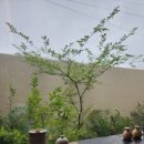 고결 문경 이미지