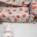 모모애견샵 이미지