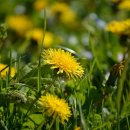 꽃민들레 이미지