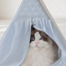 펫 하우스 이미지