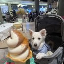 살구펫 | 강아지유모차 할인매장 펫랜드에서 아발론 시승해본 후기