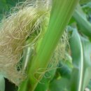 옥수수 (식물) [corn](강냉이)와 옥수수수렴의 효능 이미지