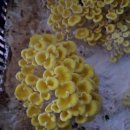 노랑느타리버섯 이미지