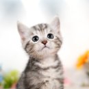 천안 고양이분양 도로시펫 이미지