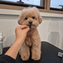 뽀송그루밍 이미지