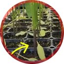 푸른농약사 | 병 없이 키우는 고추 모종 관리방법