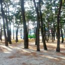 대관령솔내음오토캠핑장 이미지