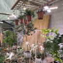 북유성대로 | [대전 화훼 단지] 대전 유성 노은 화훼 단지 방문 및 식물 구입 후기