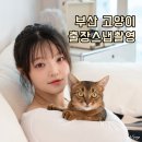 특별한 동물가게 | 부산 고양이와 함께하는 출장 홈스냅, 편안하고 특별한 반려묘 동물 사진촬영 후기