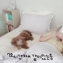 분리불안 없는 강아지 이미지