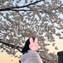 광명서초등학교 | 서울 근교 목감천 벚꽃 개화 현황 벚꽃 러닝 후기