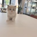 대전고양이분양 루나캣 이미지