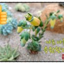 성환녹십자약국 이미지