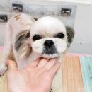 펫디자이너 시나 이미지