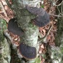 가을 산에 가면 만나게 되는 버섯들과 복용법 이미지