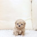 퍼피당강아지 안산본점 이미지