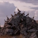 여우하품 이미지