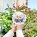 고려펫
