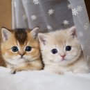 강남 고양이 분양 냥블리 이미지