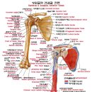 상완골과 견갑골의 근육들 이미지
