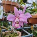 Cattleya nobilior Vinicolor 'Dona Júlia' x Vinicolor `Hér 이미지