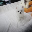 도그웨이 청주점 이미지