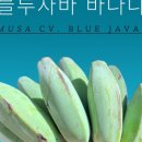 트로피컬랩