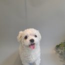 멍뭉이 이발소 이미지